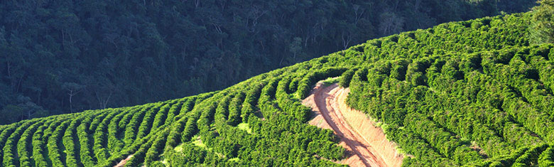 Single Origin Coffee